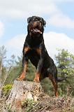 ROTTWEILER 210